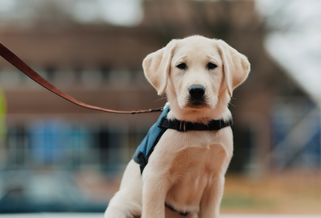 Canine Partners for Life